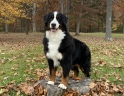 Grand Master Draft Dogs