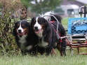 Grand Master Draft Dogs