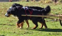 Grand Master Draft Dogs