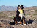 Versatility & Working Dogs