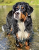 Zuri