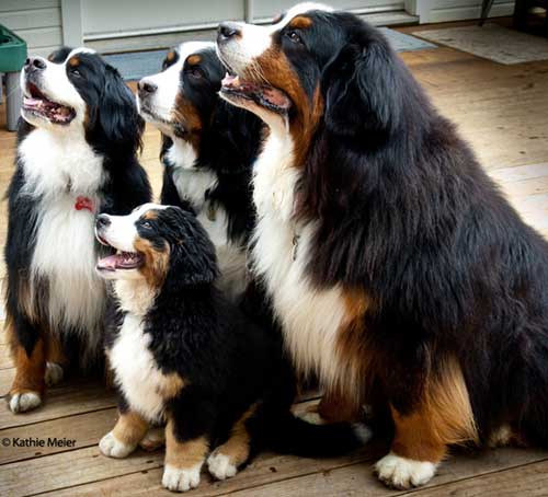 Bernese photo