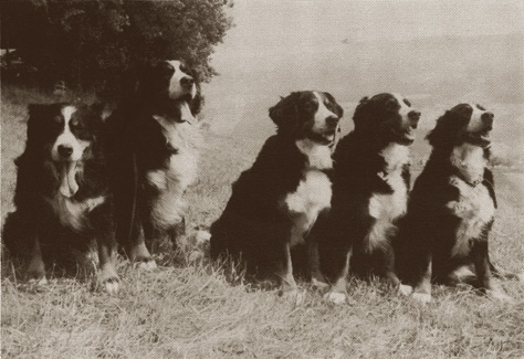 bernese 37-87