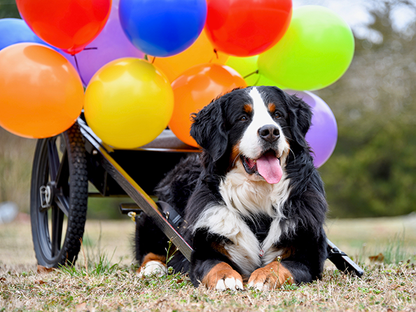 homepg_draftballoons.png