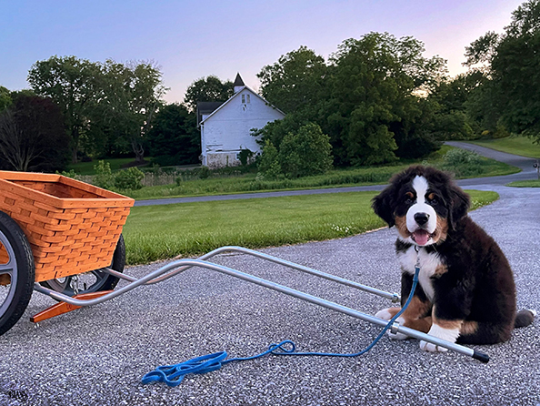 homepg_puppy.png