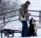 all about bernese