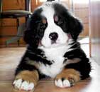 about bernese breeders and rescue