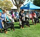 about bernese club