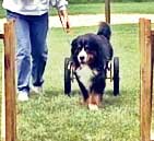 bernese events