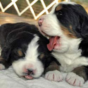 baby Berners