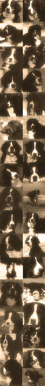 bernese rescue