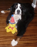 Seniors (Over 10 years old)